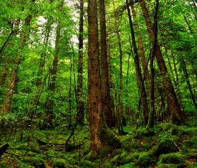 怎么观察宝宝便便的健康