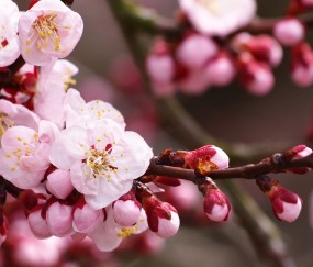 初期怀孕吃油炸会想吐吗
