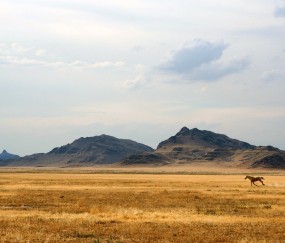 澳优爱优孕妇奶粉怎样