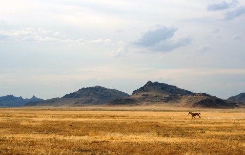 安利倍力健怀孕初期可以吃吗