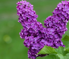 孕妇奶粉可以做酸奶嘛