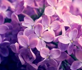 怀孕初期全血细胞计数