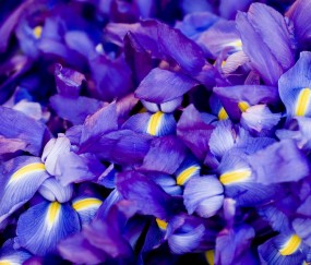 怀孕初期孕妇可以蹲吗