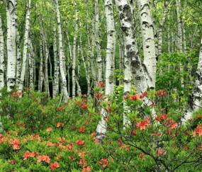 怀孕初期孕酮偏高影响