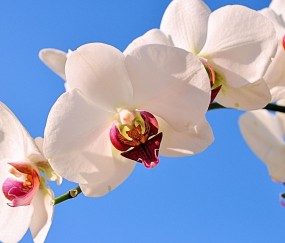 怀孕初期整天胃痛