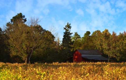 学龄期生长发育特点