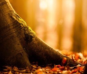 孕妇奶粉可以和铁片