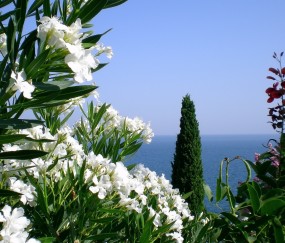 不挑食的好好宝宝健康