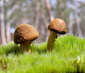 婴儿健康大便颜色